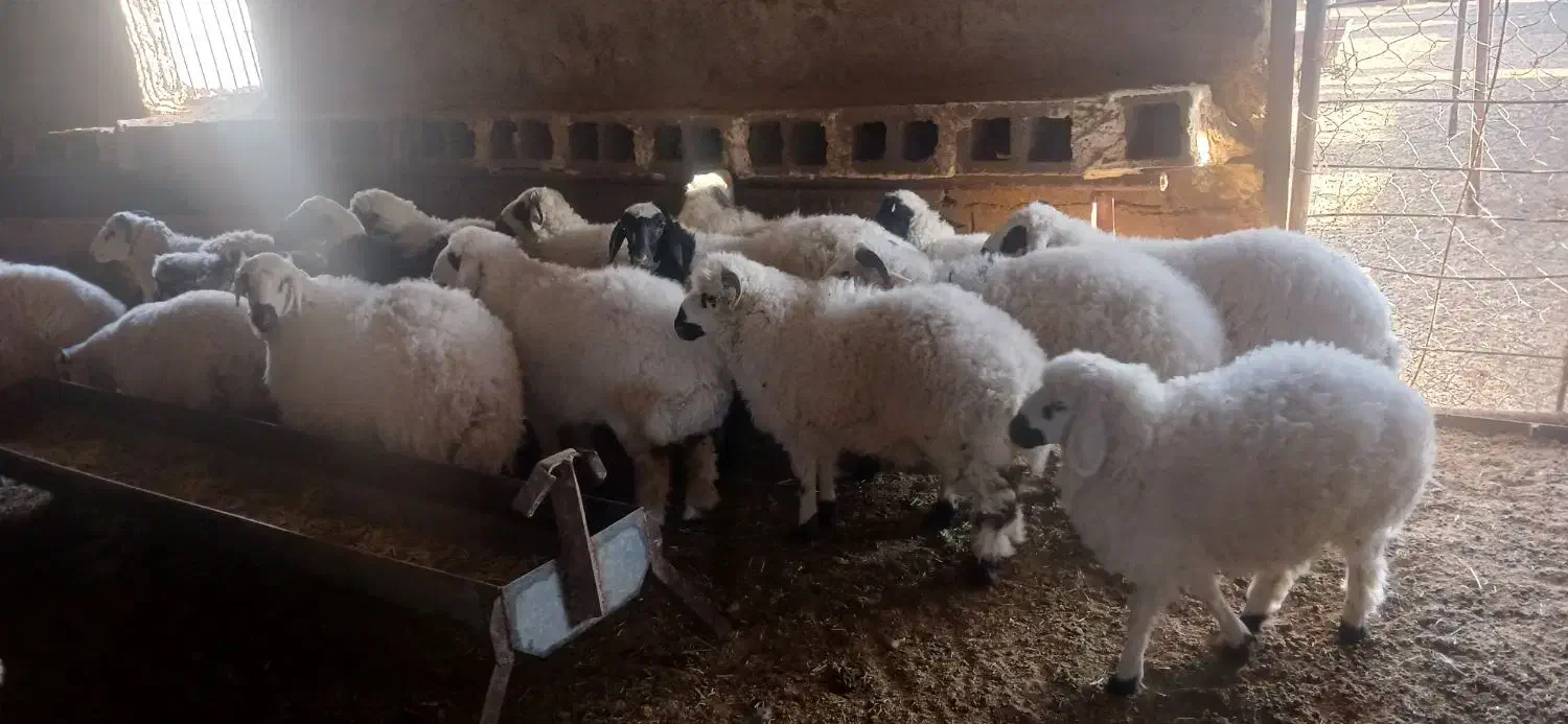 ۱۵ راس بره یکدست سبک وزن هنوز دارن شیر میخورند|حیوانات مزرعه|شهر بابک, |دیوار