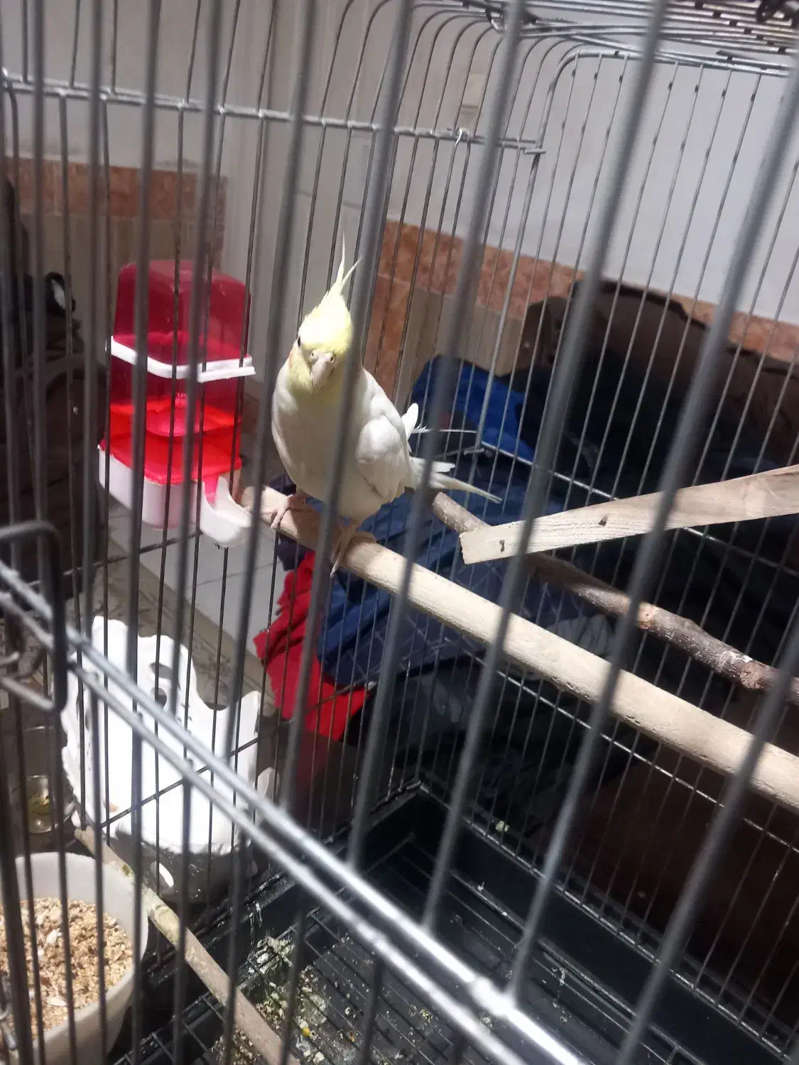 عروس هلندی|پرنده|پاکدشت, پاکدشت (مامازند)|دیوار