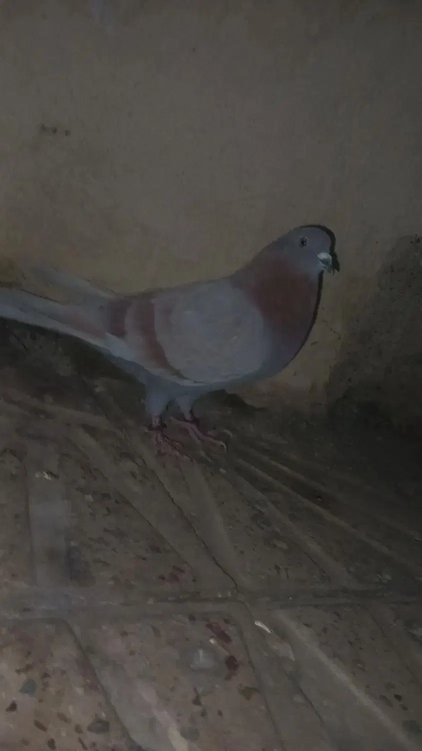 کبوتر تهرانی|پرنده|باقرشهر, |دیوار