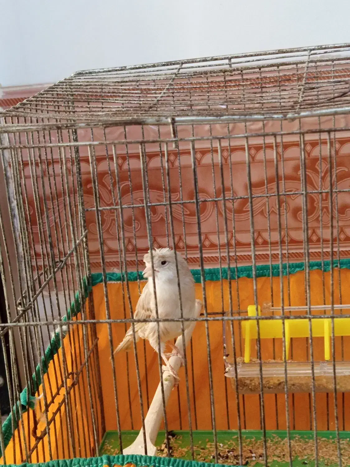 قناری نر اوپال|پرنده|قم, ولیعصر|دیوار