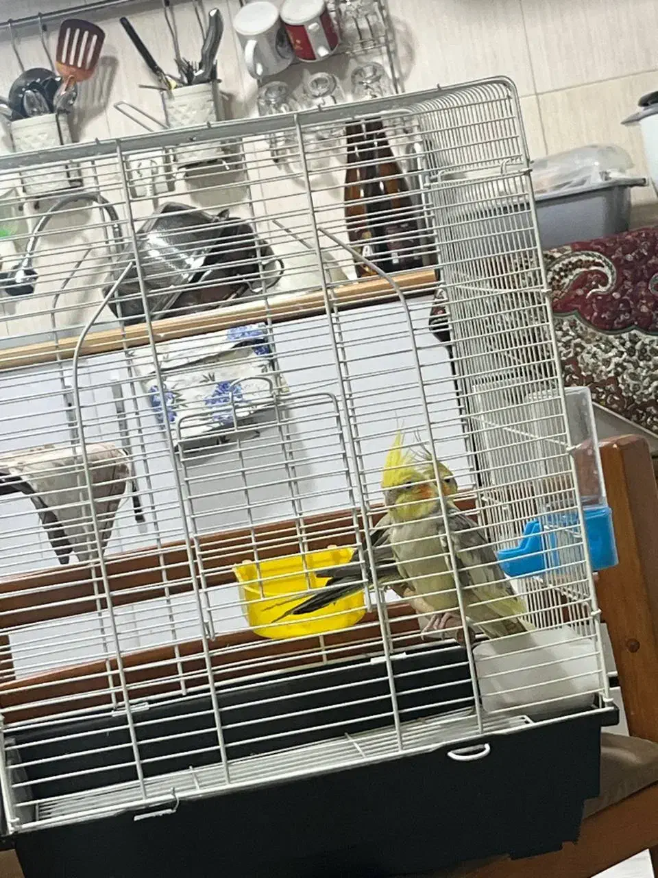 فروش فوری عروس هلندی بالغ ۸ ماهه|پرنده|بندر انزلی, معلم|دیوار