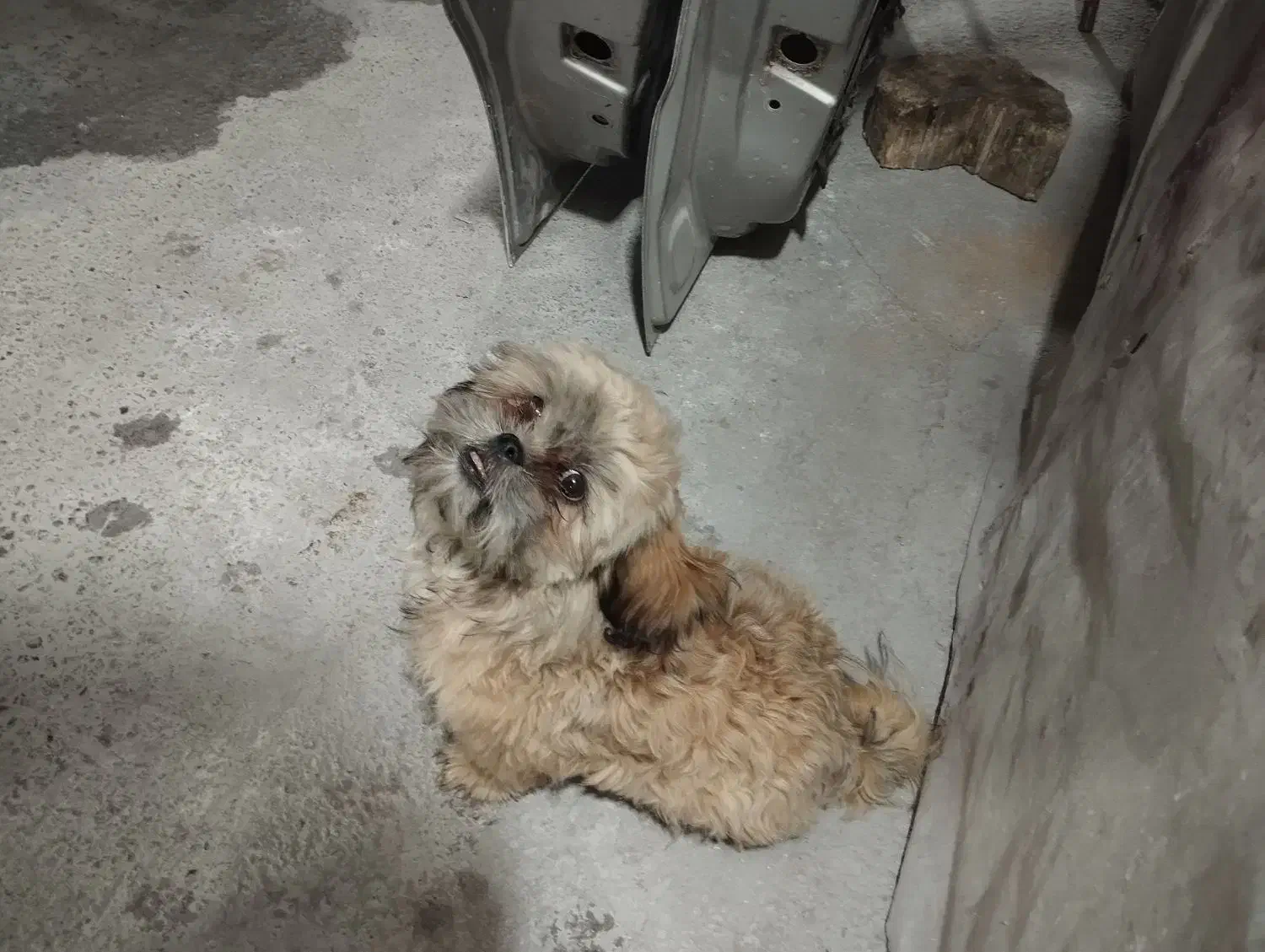 سگ شیتزو|سگ|باغستان, |دیوار