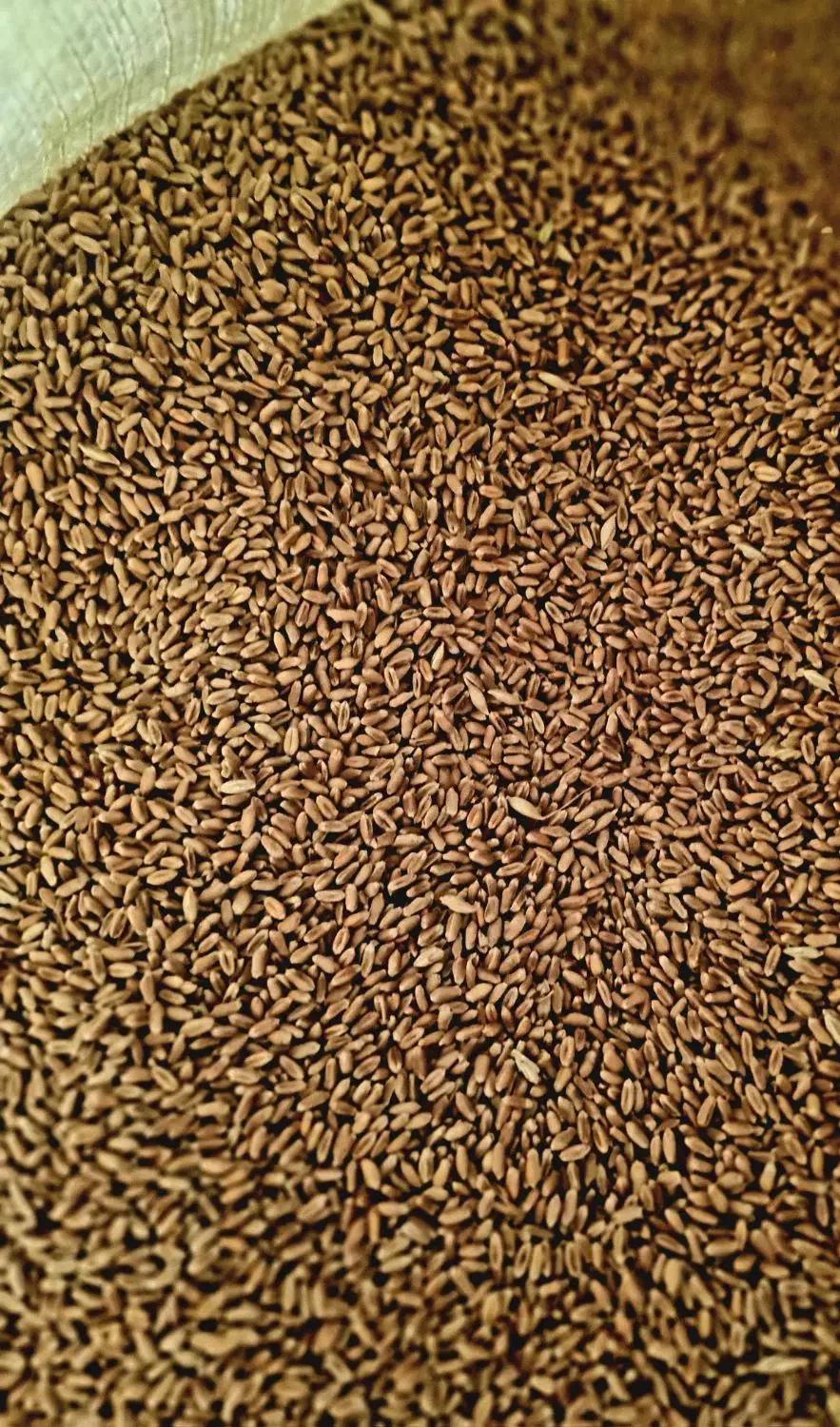 بذر گندم باسیلیو|خدمات باغبانی و درختکاری|آق قلا, |دیوار