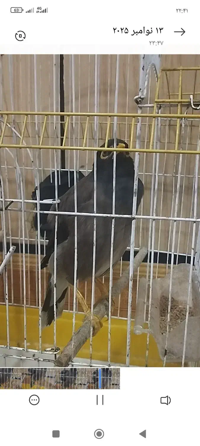 مرغ مینا گمشده|حیوانات|شوشتر, |دیوار