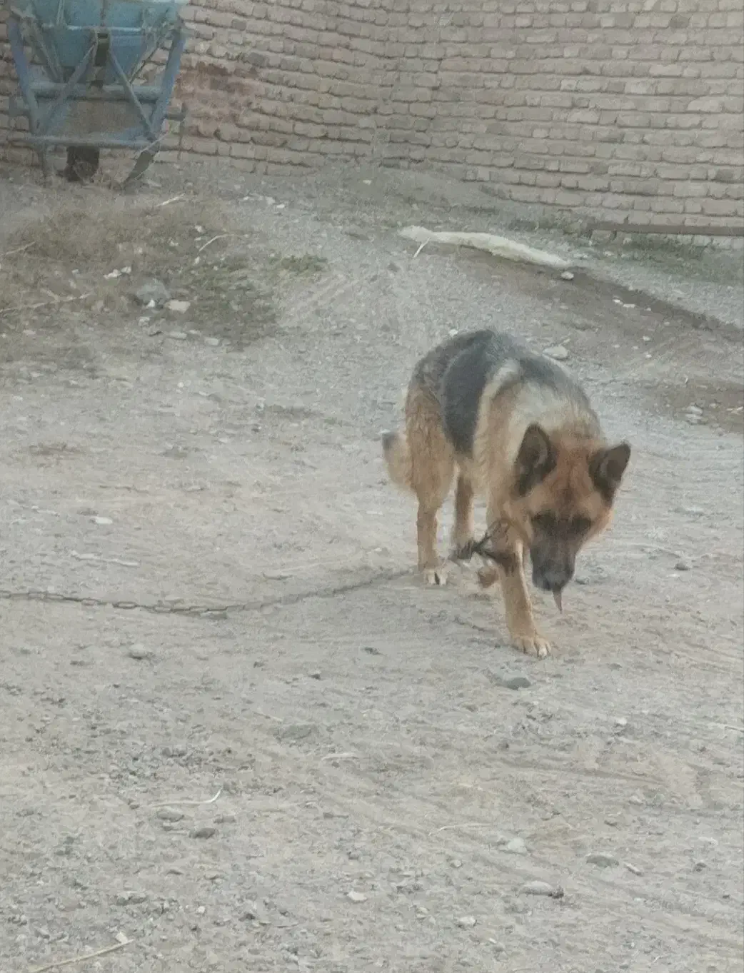 ژرمن ماده|سگ|اردبیل, |دیوار