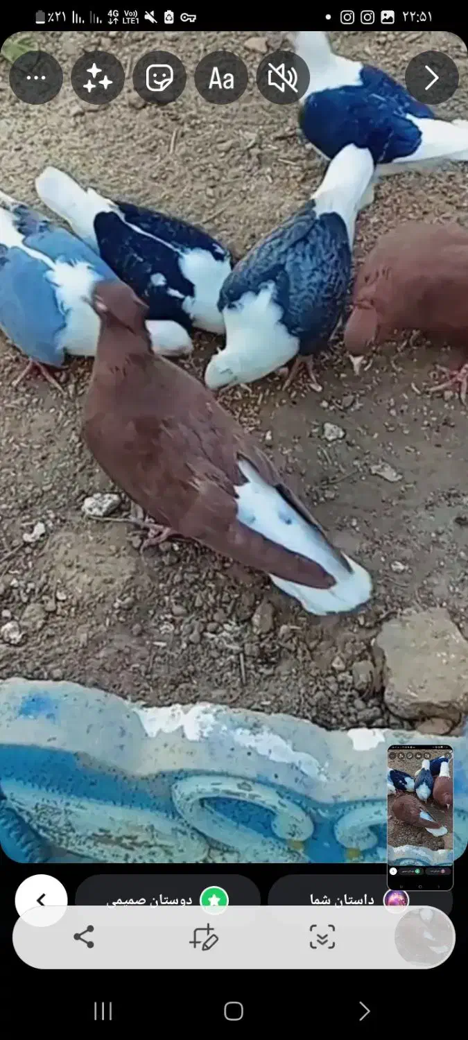 گمشده سرخ دم سفید|پرنده|تربتحیدریه, بی بی حسنیه|دیوار