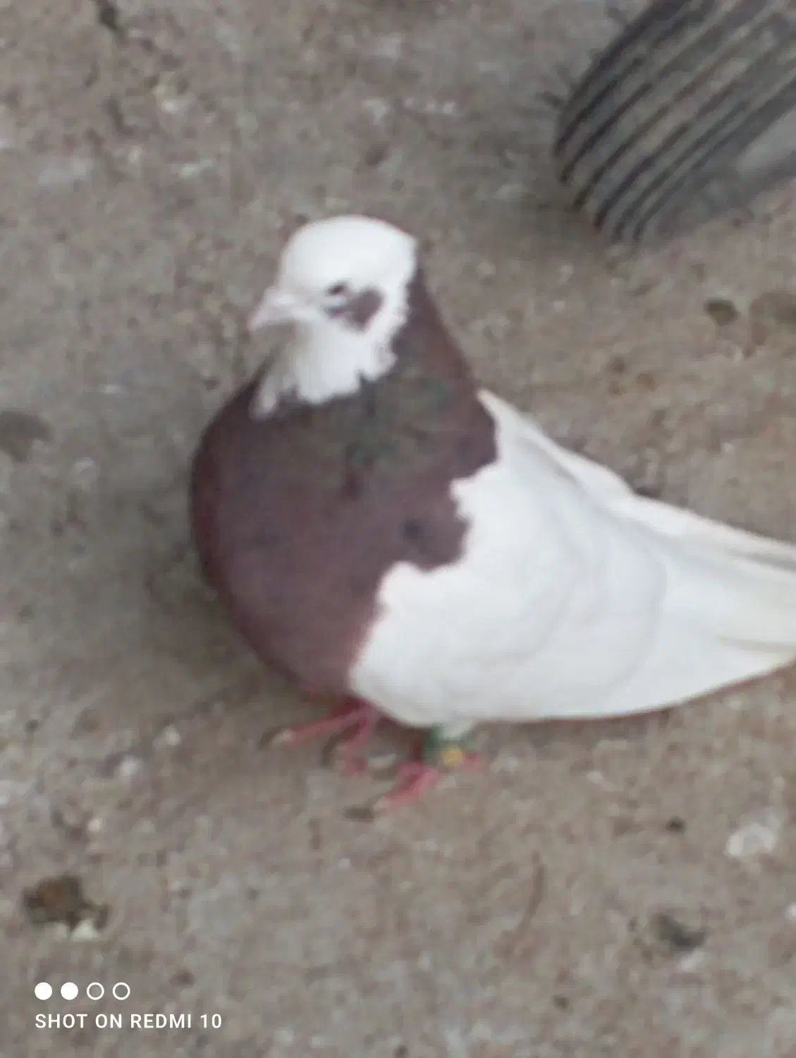 کفتر طوقی|پرنده|شیراز, جوادیه|دیوار