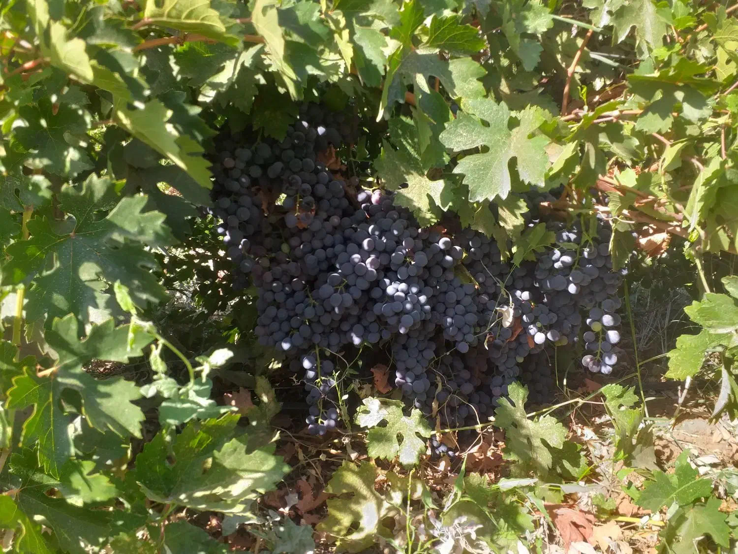 باغ فروشی|فروش دفتر صنعتی، کشاورزی، تجاری|خاو و میرآباد, |دیوار