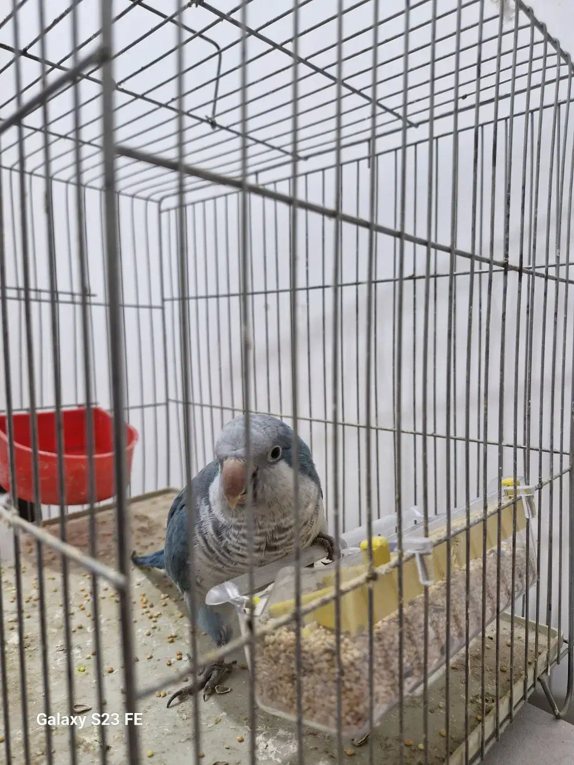 راهب اهلی|پرنده|ارومیه, |دیوار