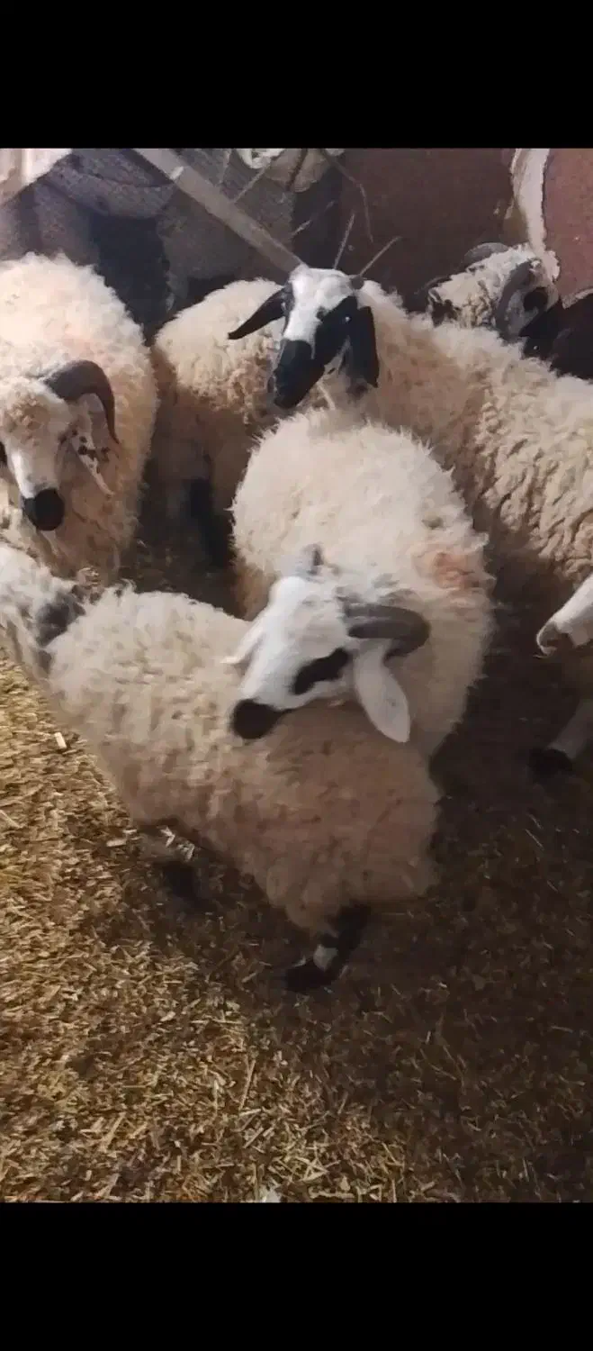 بره|حیوانات مزرعه|زرند, |دیوار