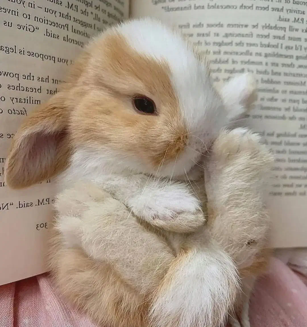 پانسیون نگهداری فروش لوپ مینیاتور جیبی خرگوش|موش و خرگوش|اصفهان, بهاران|دیوار