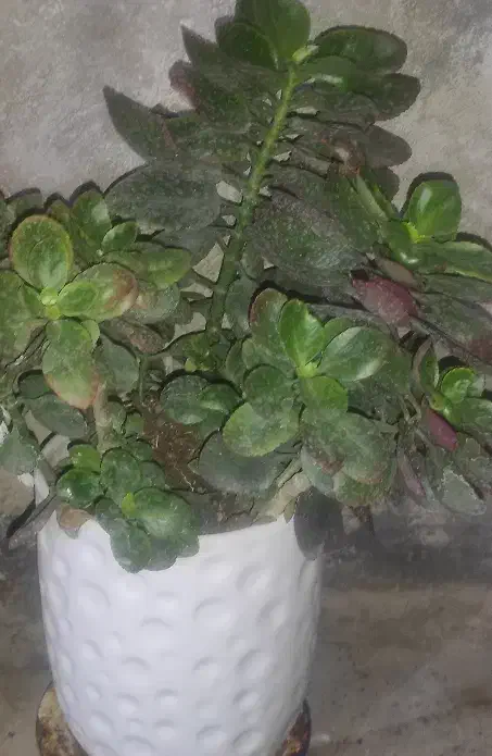 گل قاشقی|گل و گیاه طبیعی|بروجرد, |دیوار