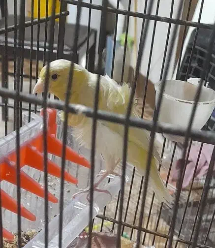 قناری ماده آماده پا بلند|پرنده|قرچک, قشلاق جیتو|دیوار