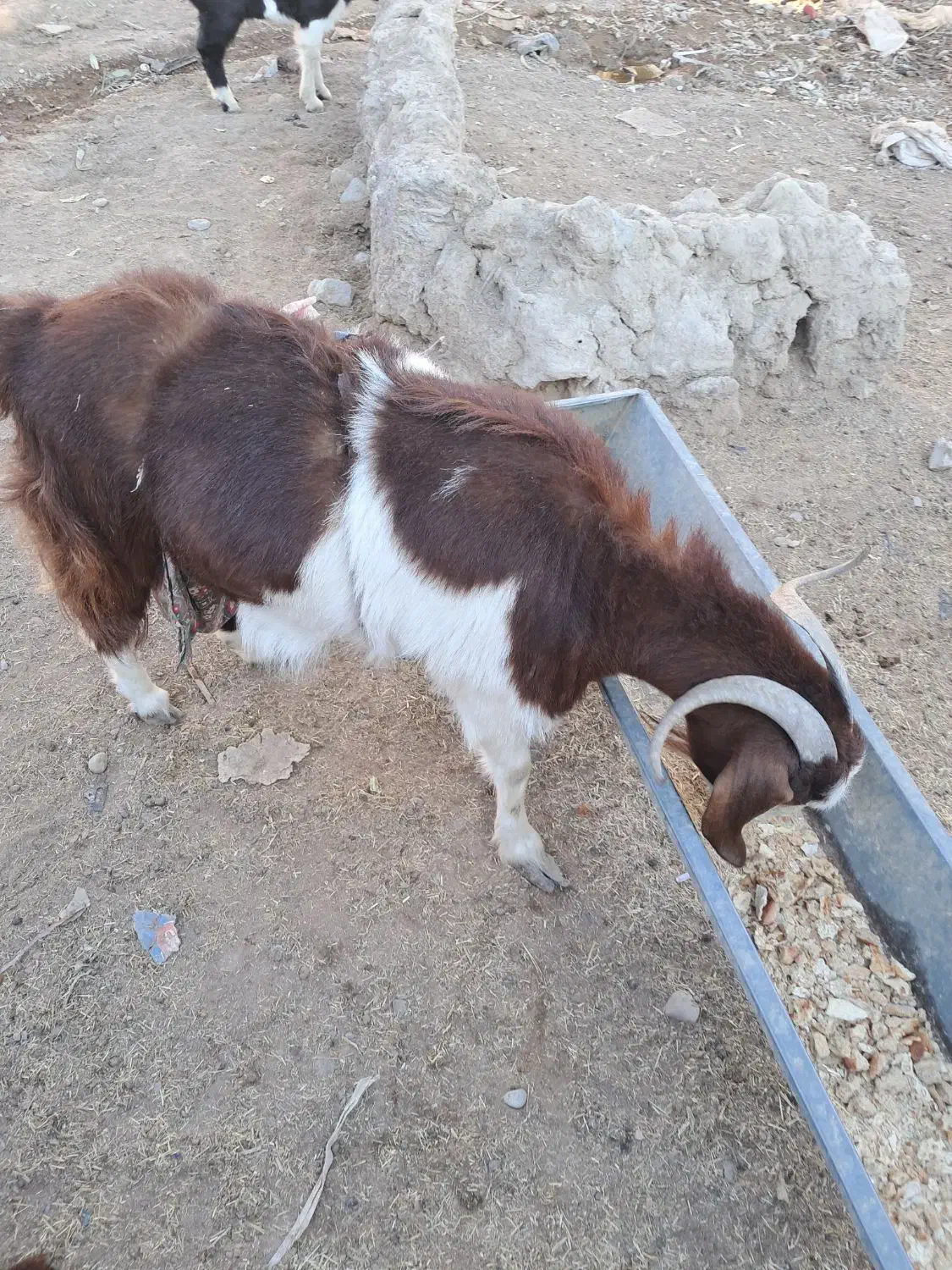 بز ماده چاق|حیوانات مزرعه|هامون, |دیوار