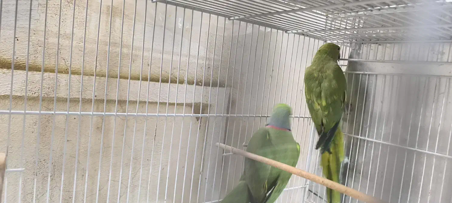 سلام شاه طوطی و ملنگو درجه یک|پرنده|خلیل آباد, |دیوار