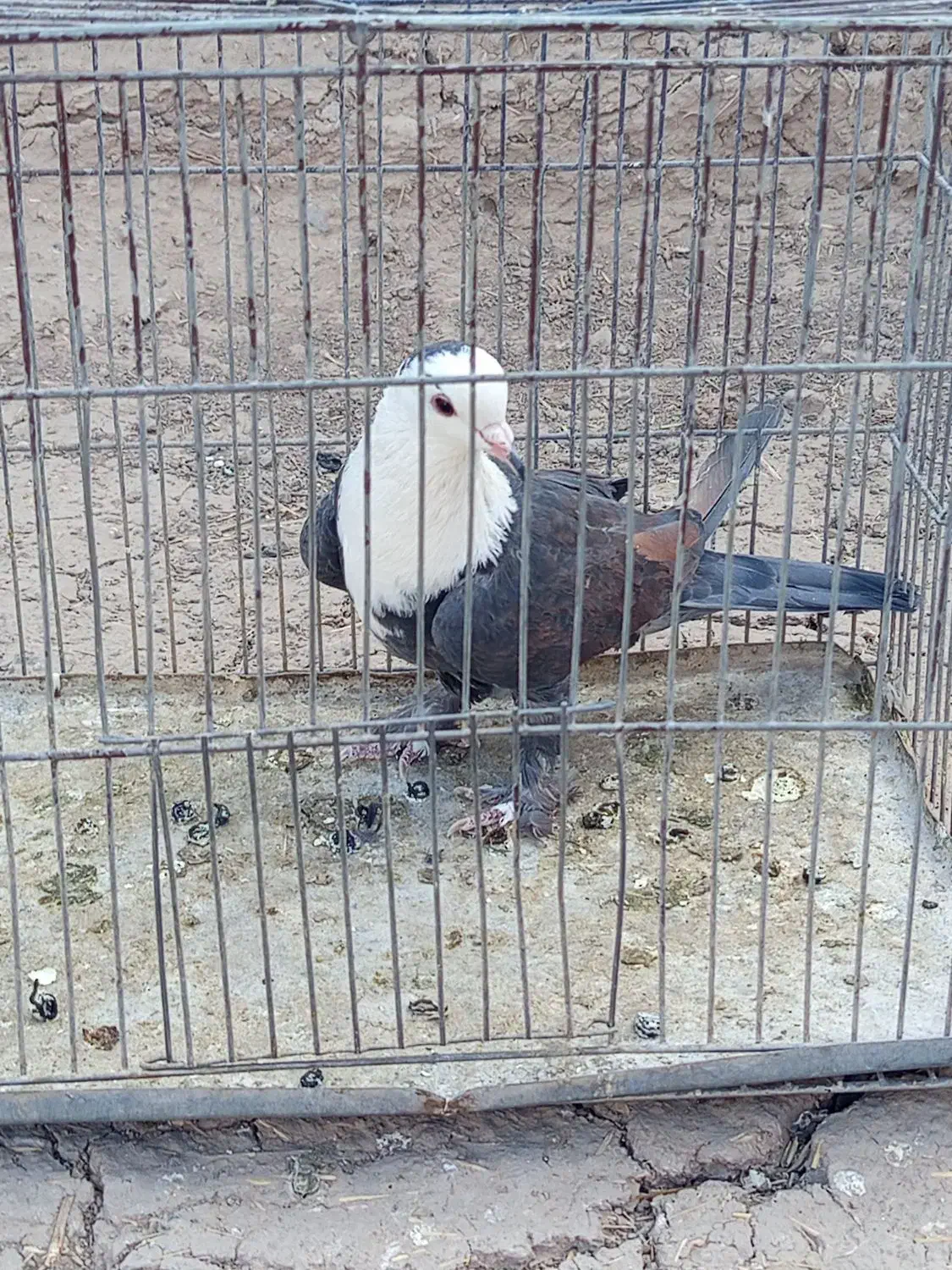 ماده سر مخملی خوشکل|پرنده|گلزار, |دیوار