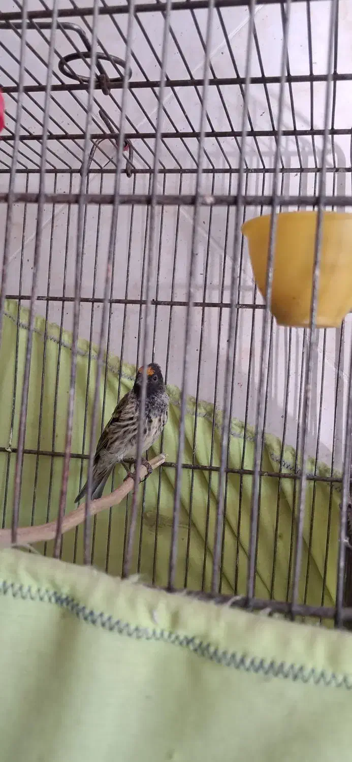 گلبسر جوجه قفس ۳ساله|پرنده|تهران, مشیریه|دیوار