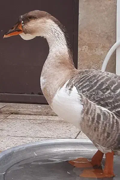 تخم نطفه دار قو افریقایی|حیوانات مزرعه|رشت, احمد گوراب|دیوار