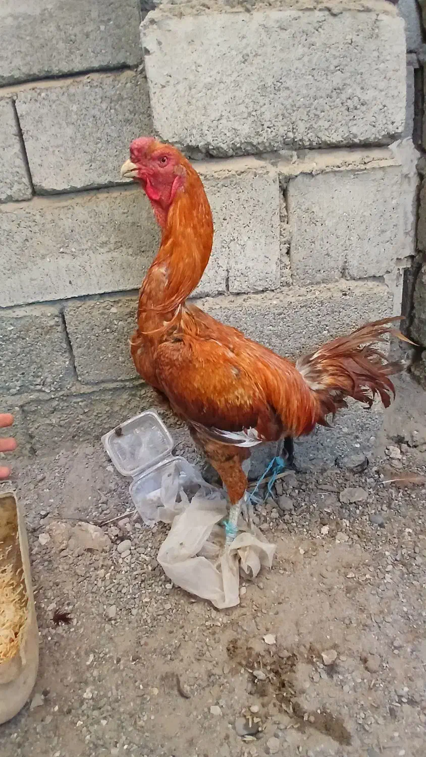 خروس اصیل|حیوانات مزرعه|میناب, |دیوار