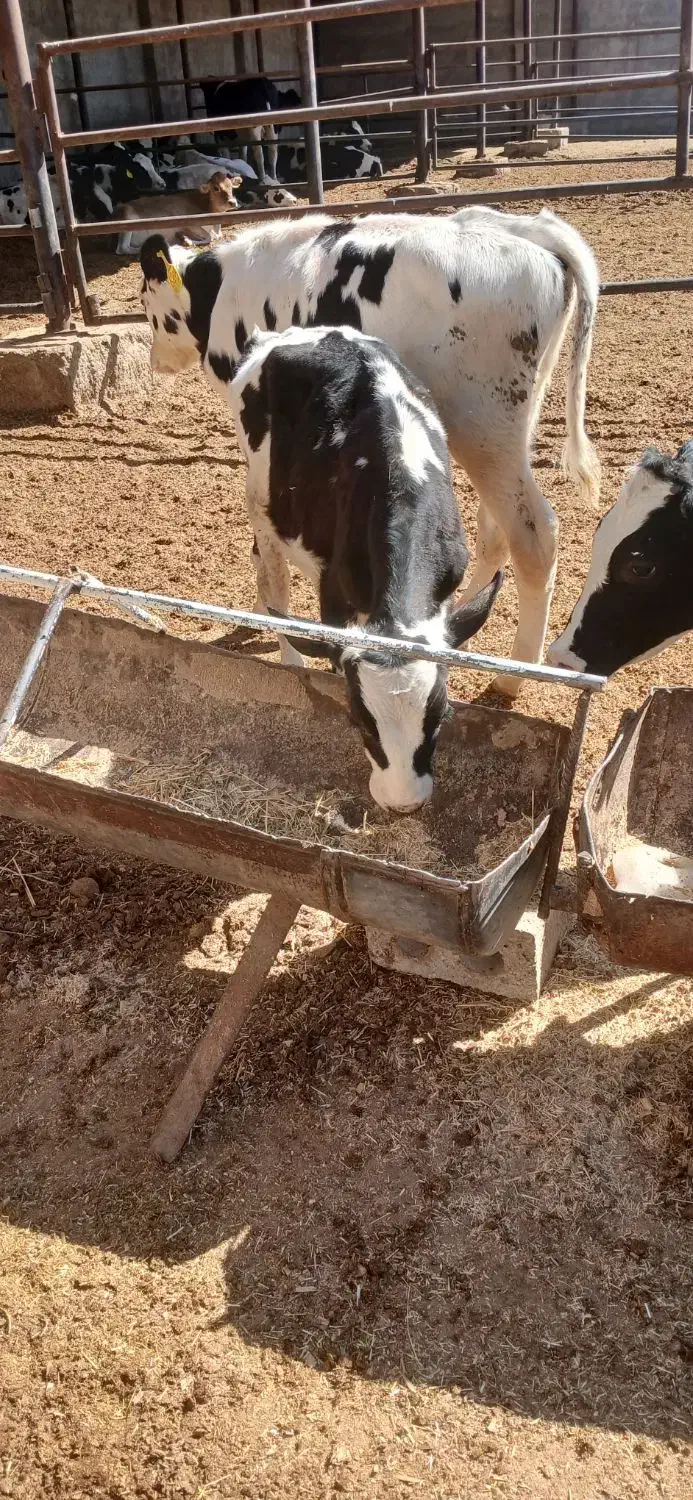 گوساله|حیوانات مزرعه|اصفهان, سلطانآباد|دیوار