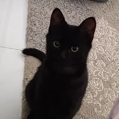 بچه گربه|گربه|ورامین, ورامین|دیوار