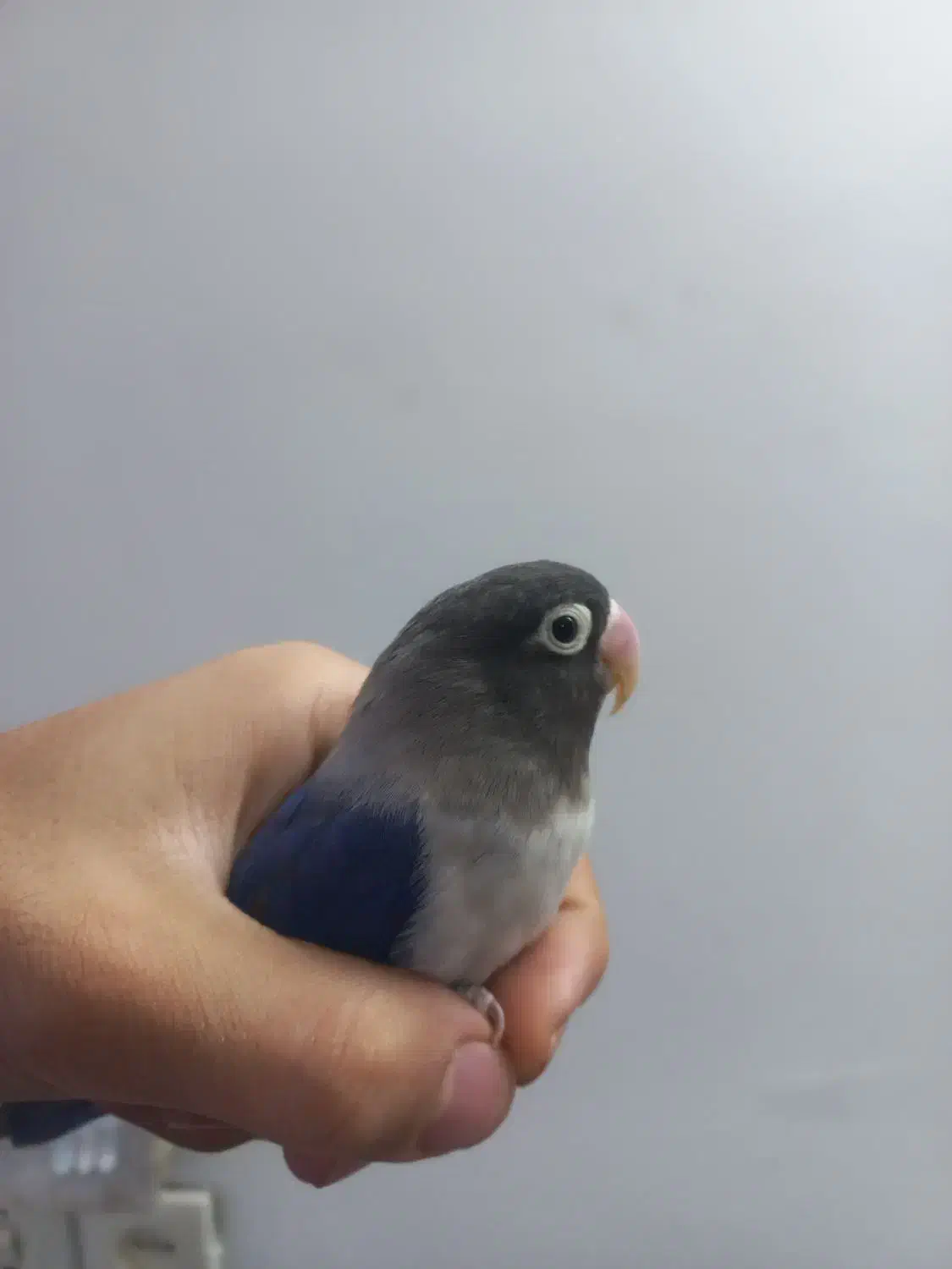 طوطی برزیلی|پرنده|فردیس, منظریه|دیوار