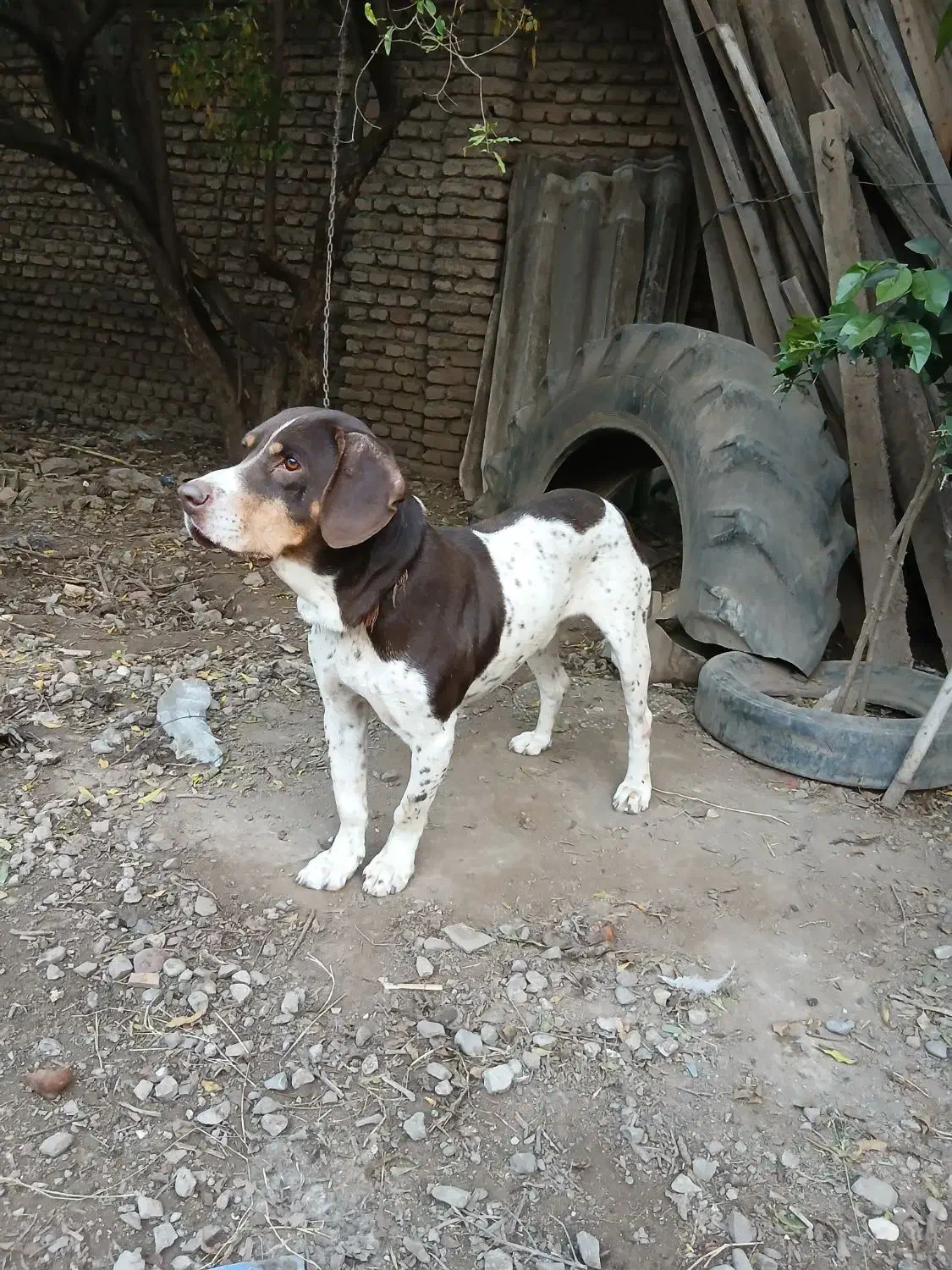 سگ شکاری|سگ|علی‌آباد کتول, |دیوار