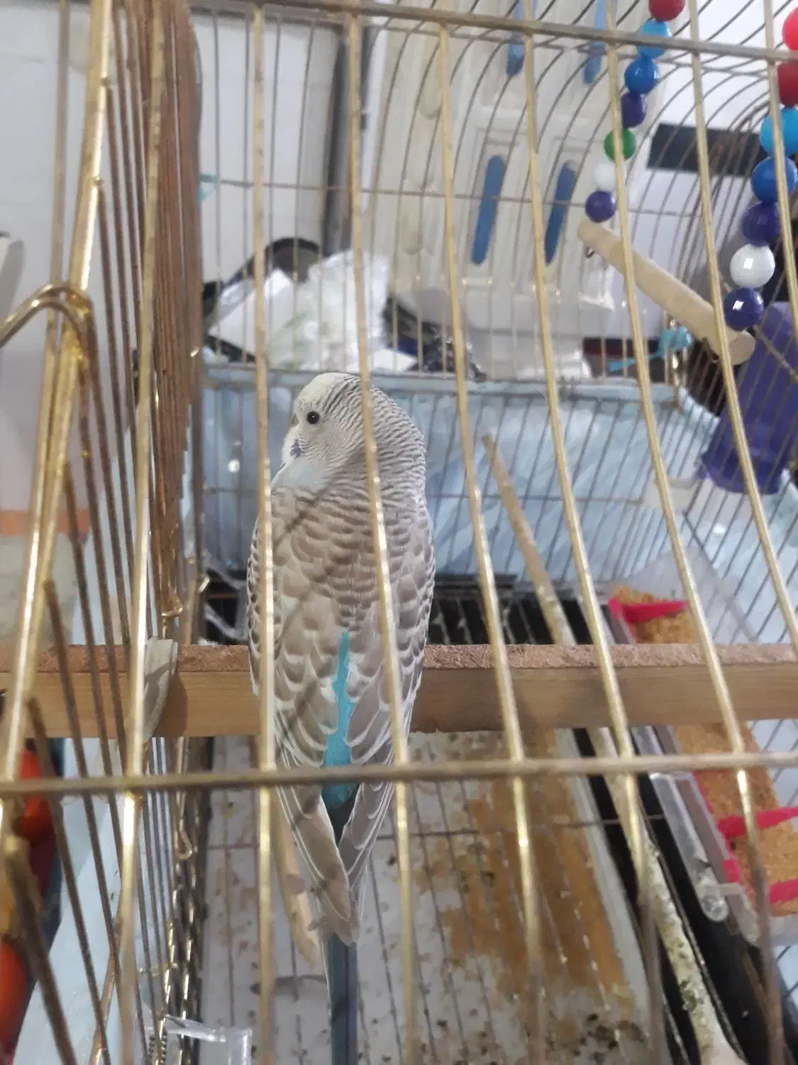 مرغ عشق ماده به همراه قفس|پرنده|الشتر, |دیوار