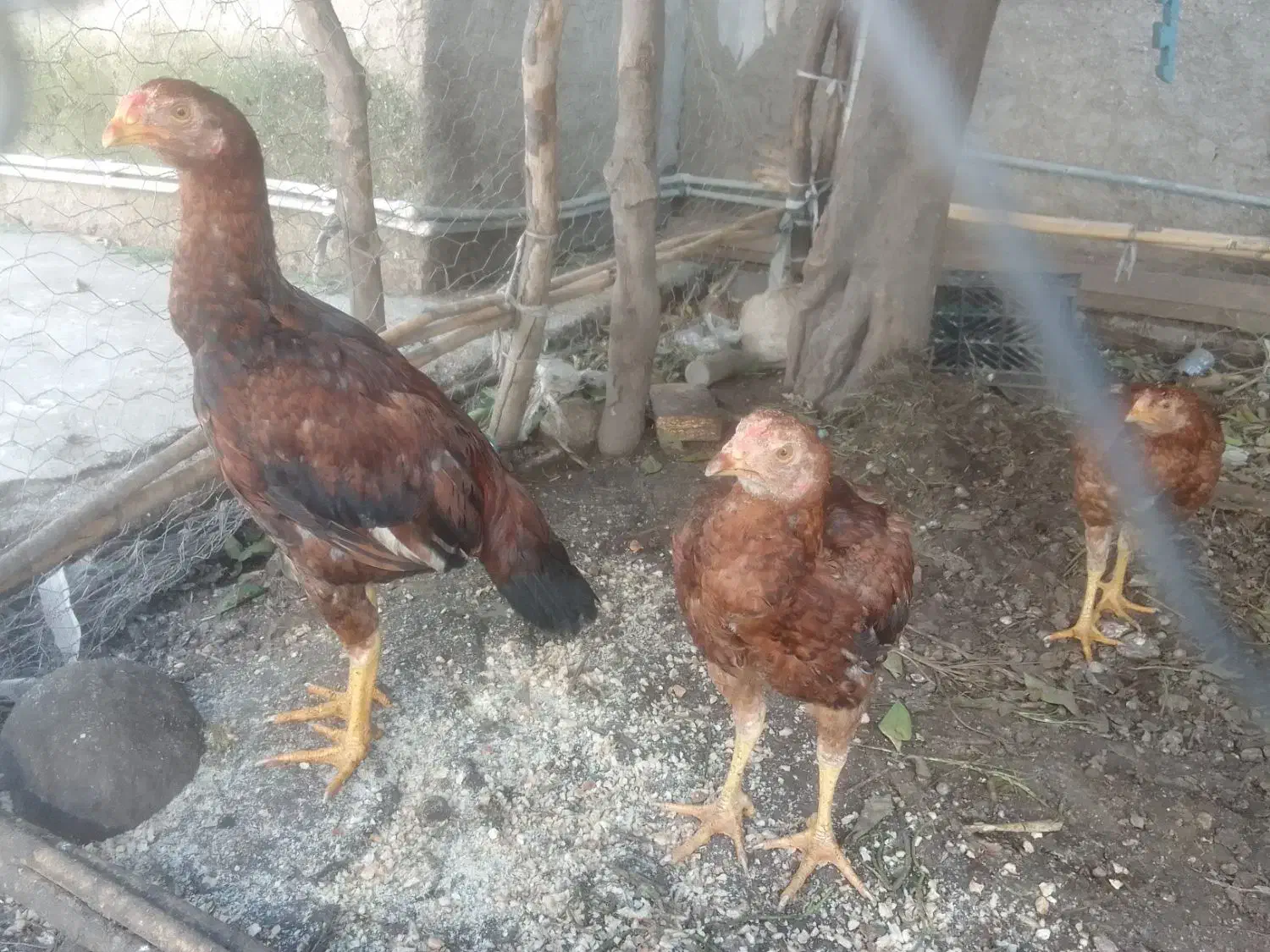 خروس و مرغ لاری|حیوانات مزرعه|نگین شهر, |دیوار