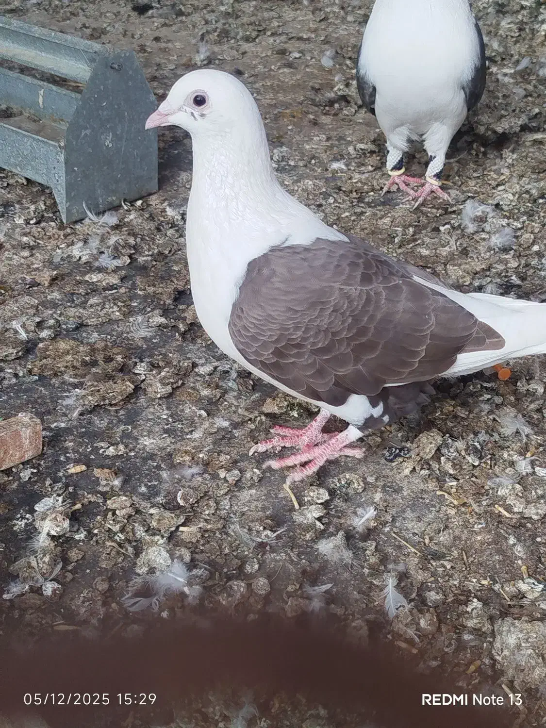 کبوتر|پرنده|برازجان, |دیوار