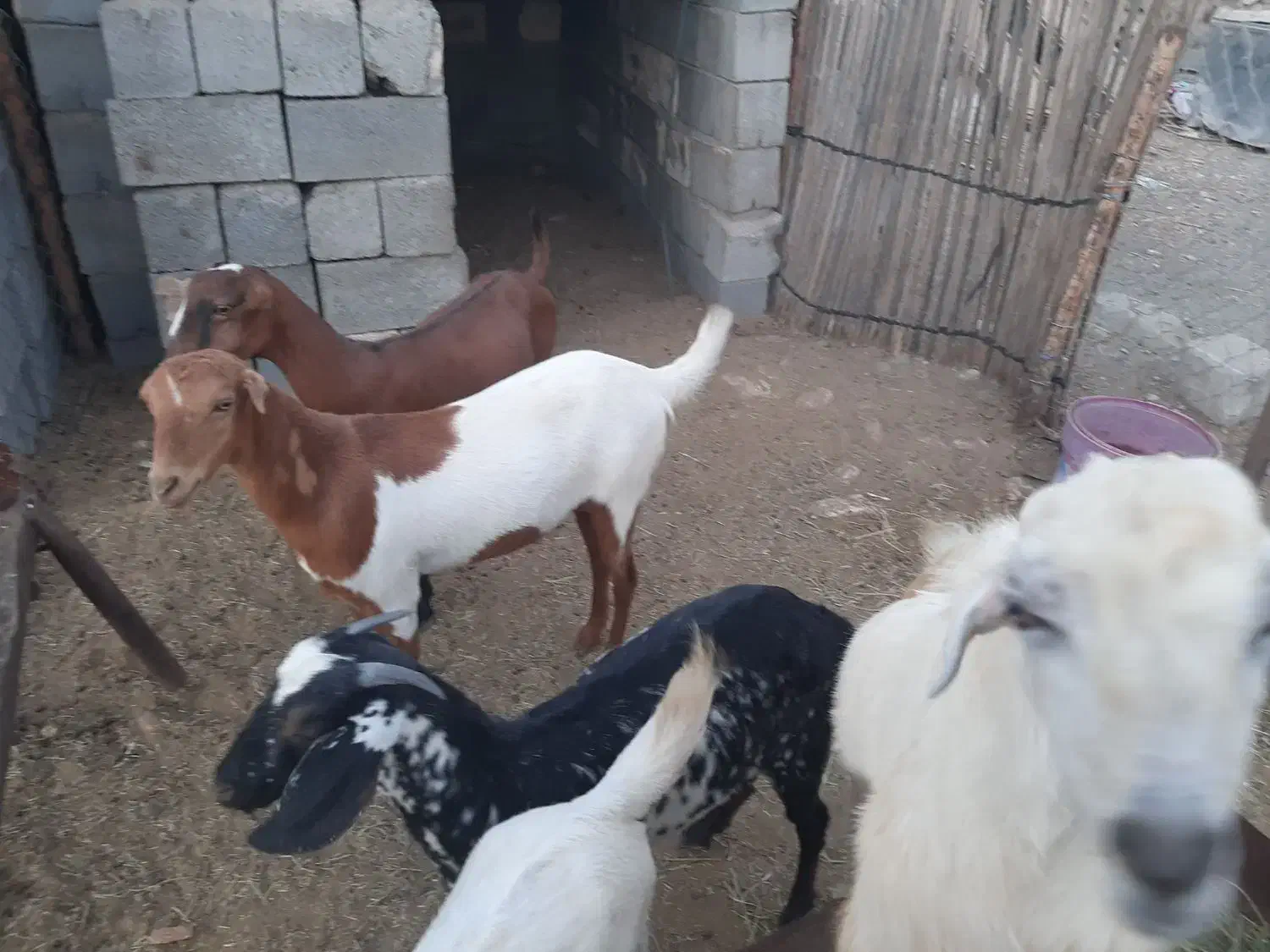 بز داشتی|حیوانات مزرعه|رودان, |دیوار