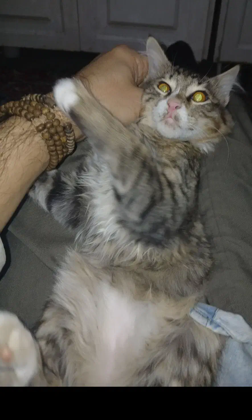 گربه نر ۴ ماهه|گربه|زنجان, |دیوار