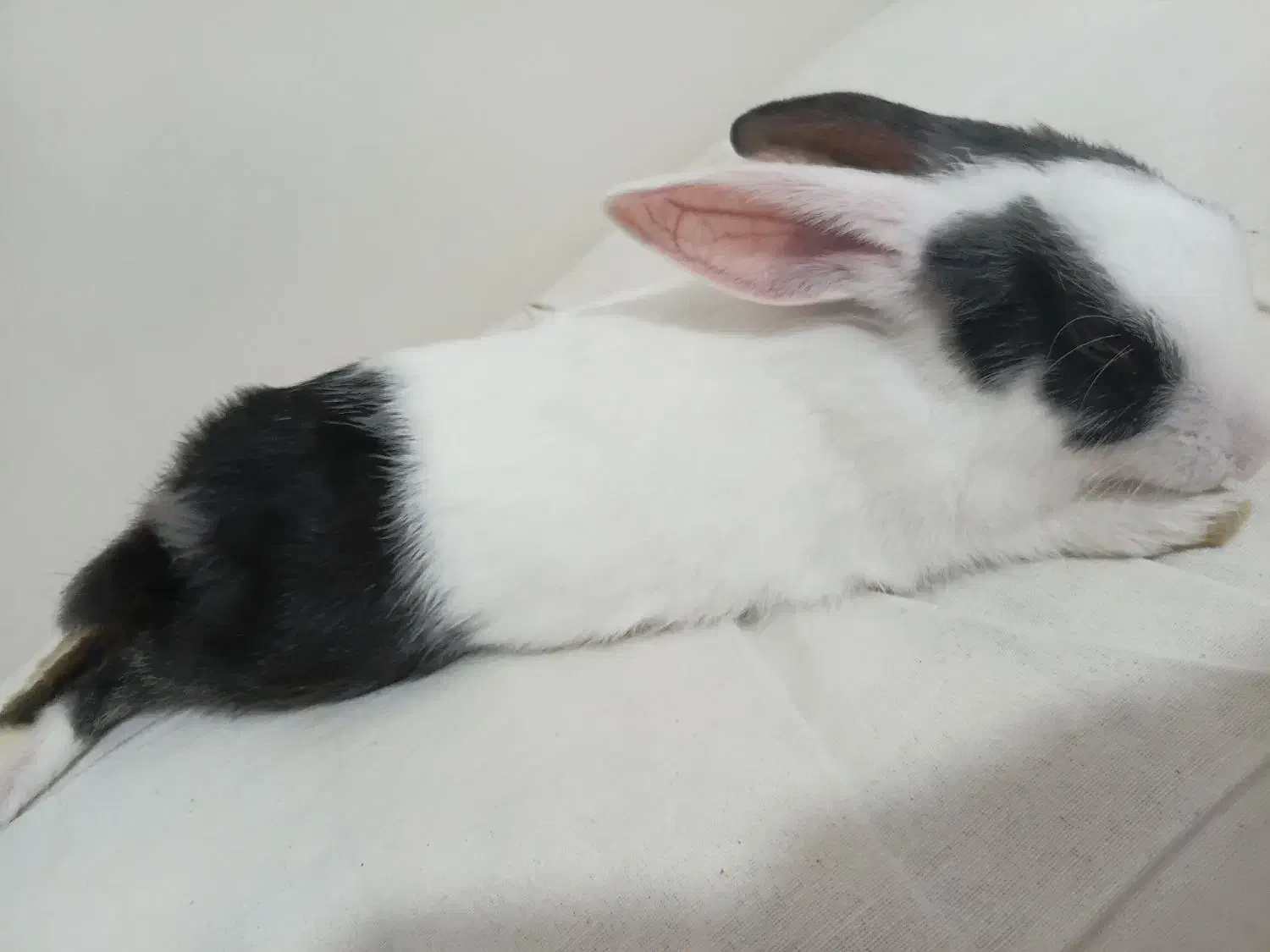 بچه خرگوش|موش و خرگوش|پرند, فاز ۶|دیوار