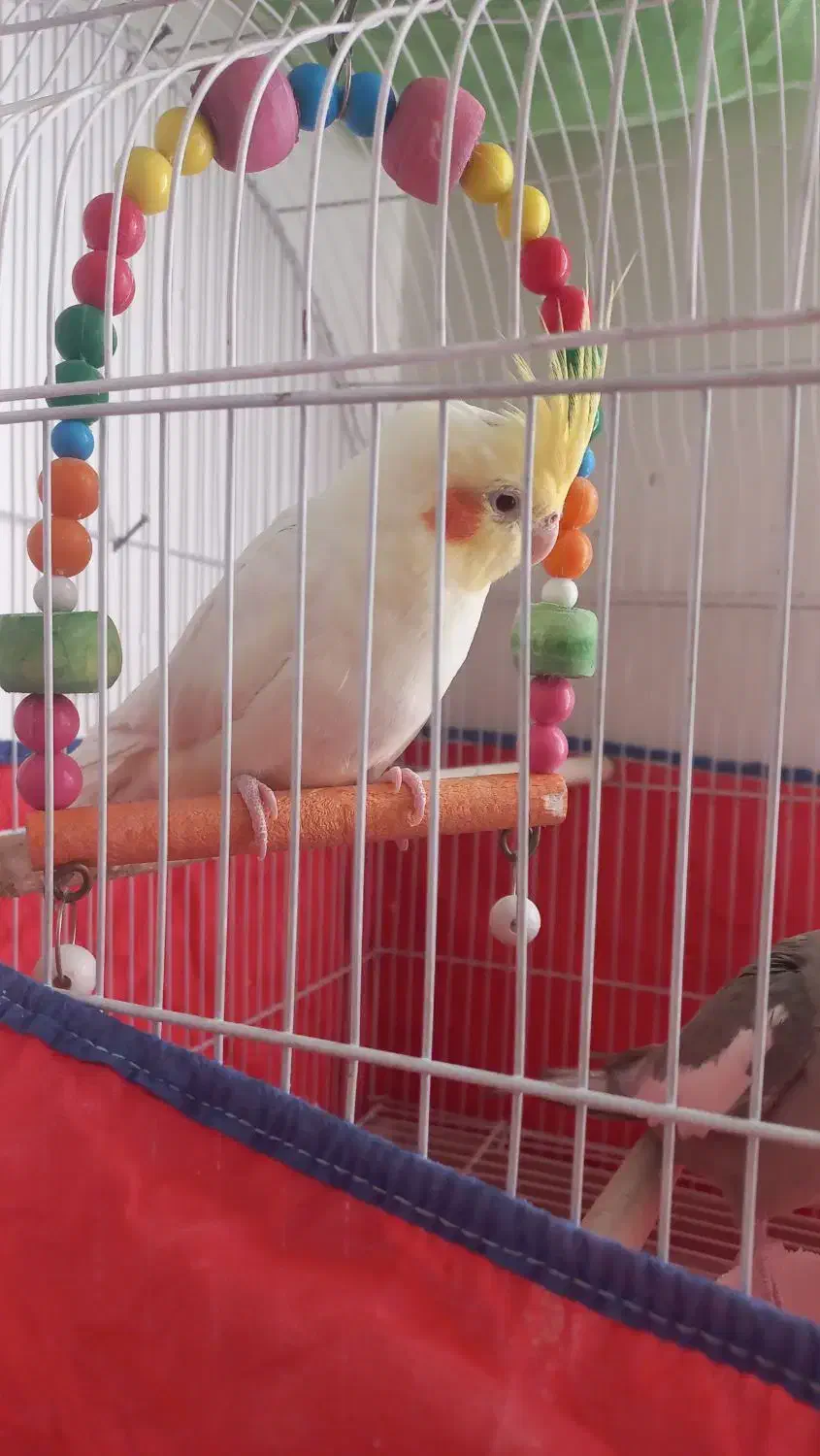 عروس هلندی یه جفت. ۲۵۰۰|پرنده|لالجین, |دیوار