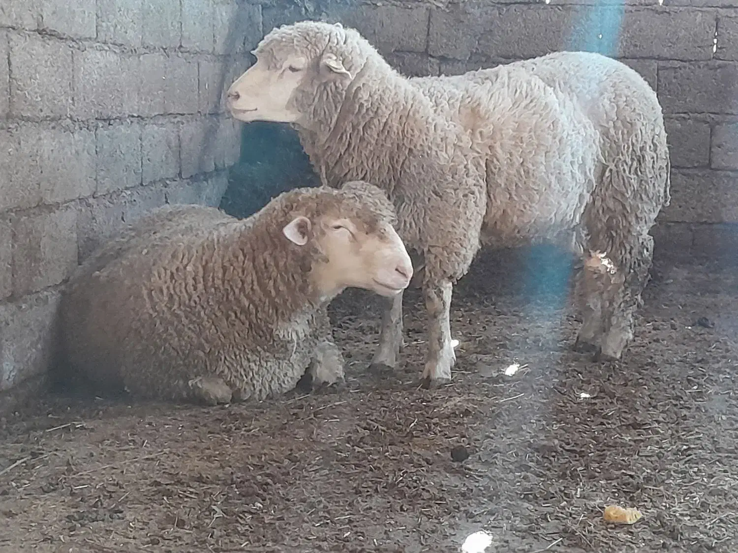 گوسفند میش بره|حیوانات مزرعه|شیرگاه, |دیوار