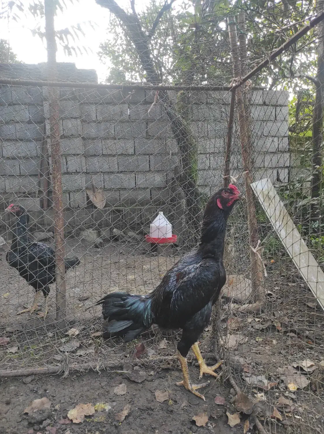 خروس لاری اصیل مشکی|حیوانات مزرعه|کلارآباد, |دیوار