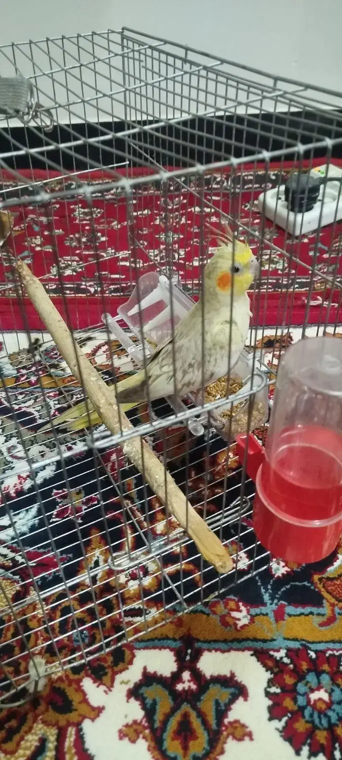 عروس هلندی نر|پرنده|نورآباد, |دیوار