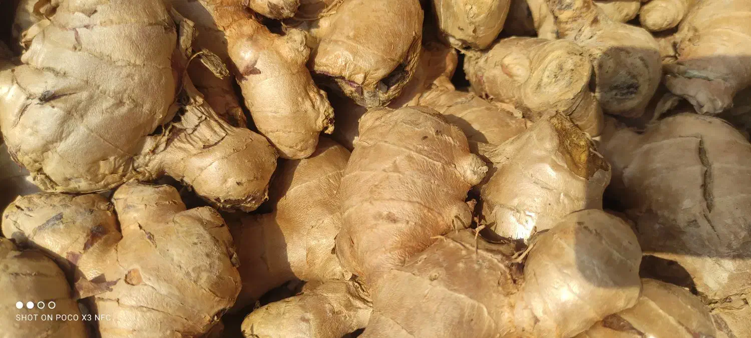 زنجبیل تایلندی|خوردنی و آشامیدنی|اصفهان, نیروگاه|دیوار