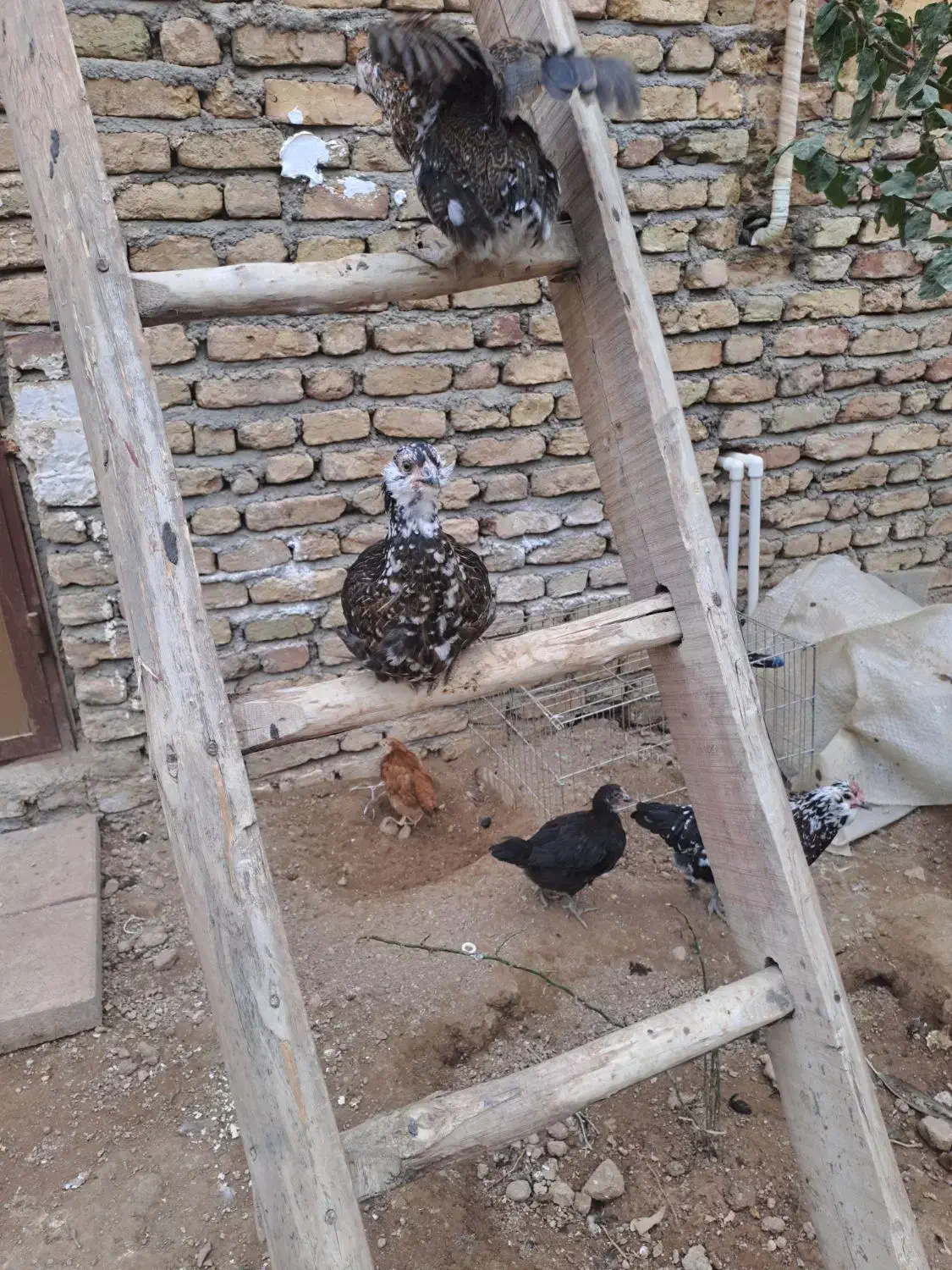 فروش مرغ و خروس نژاد گلین|حیوانات مزرعه|زرندیه, |دیوار