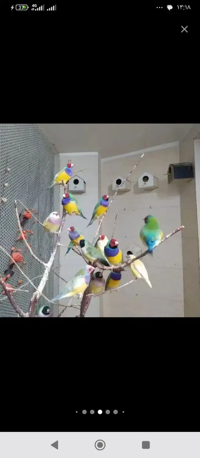 فنچ گلدین|پرنده|کرمان, |دیوار