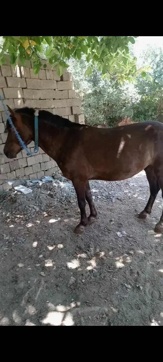 اخته فروشی باری سواری|حیوانات مزرعه|پیرانشهر, |دیوار