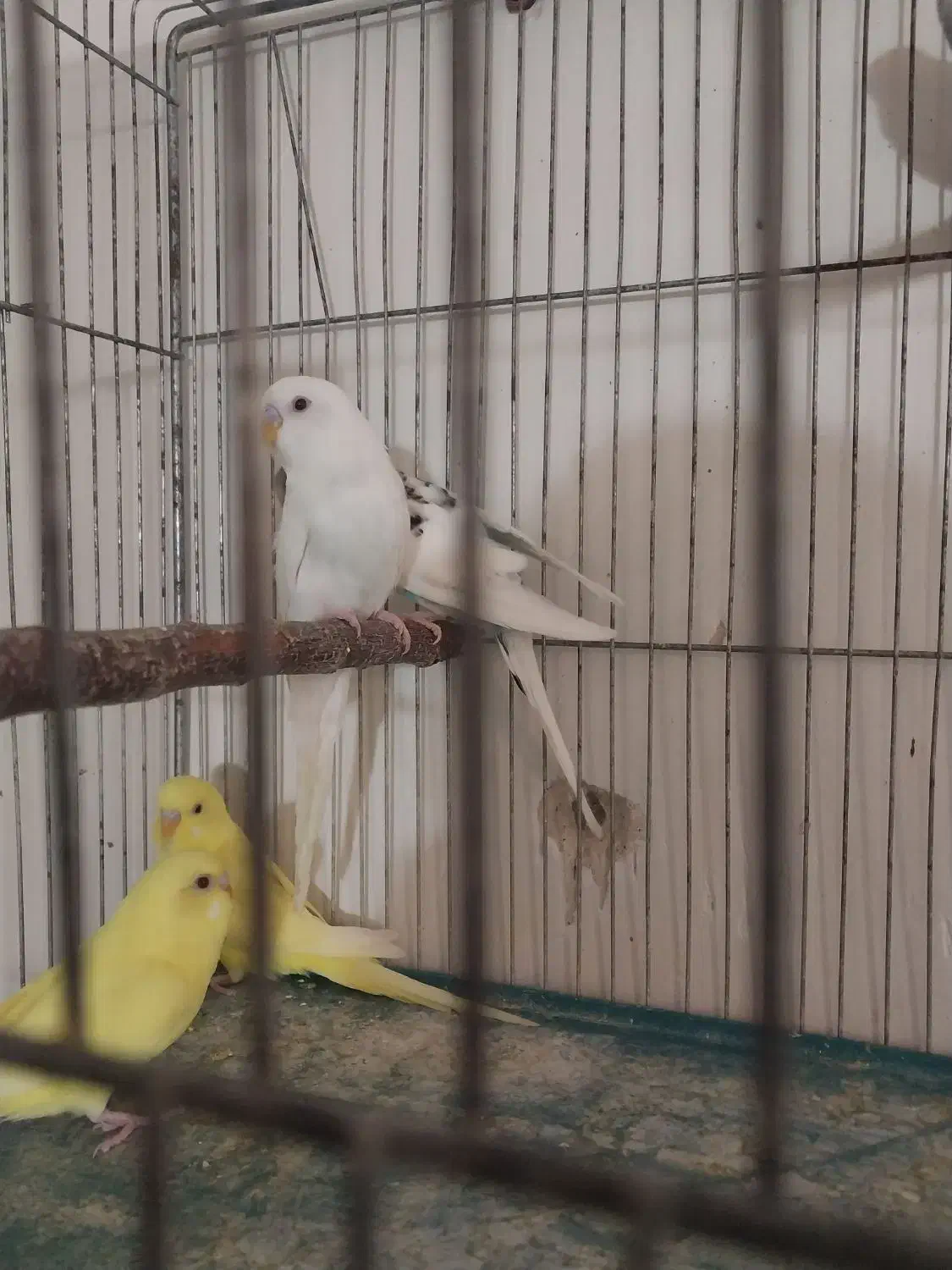 جوجه مرغ عشق آلبینو چشم شرابی|پرنده|اصفهان, شمس آباد|دیوار