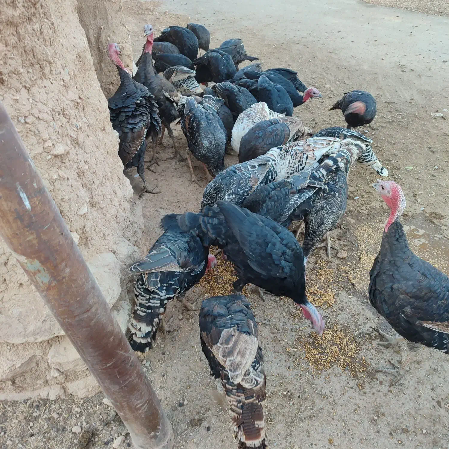 بوقلمون|حیوانات مزرعه|گل تپه, |دیوار