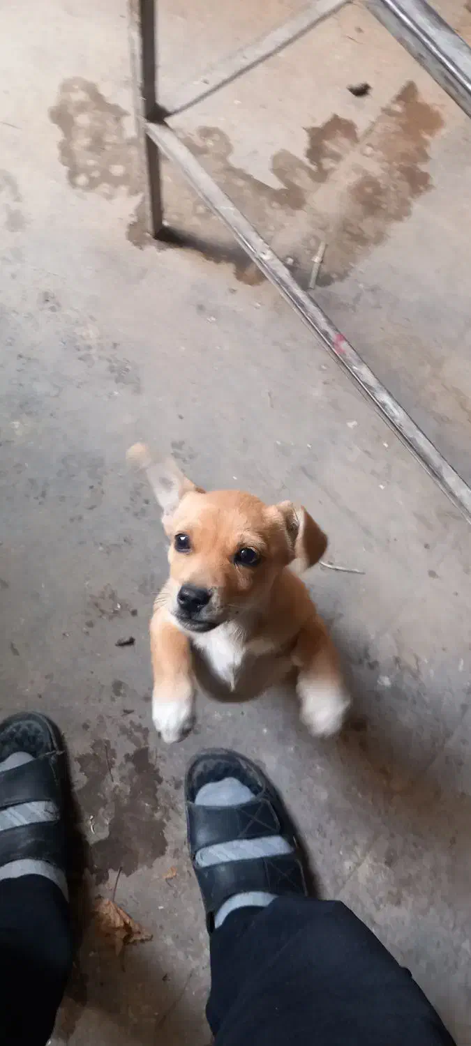 توله اشپیتزفقط ۱ملیون ودویست|سگ|دورود, |دیوار