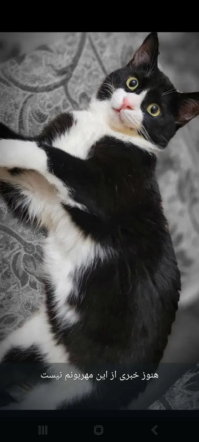 سرگرمی|حیوانات|کرمان, |دیوار