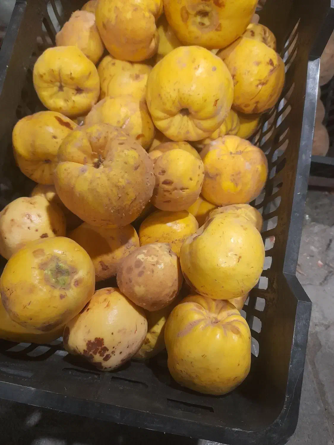 به تازه|خوردنی و آشامیدنی|حمیدیا, |دیوار