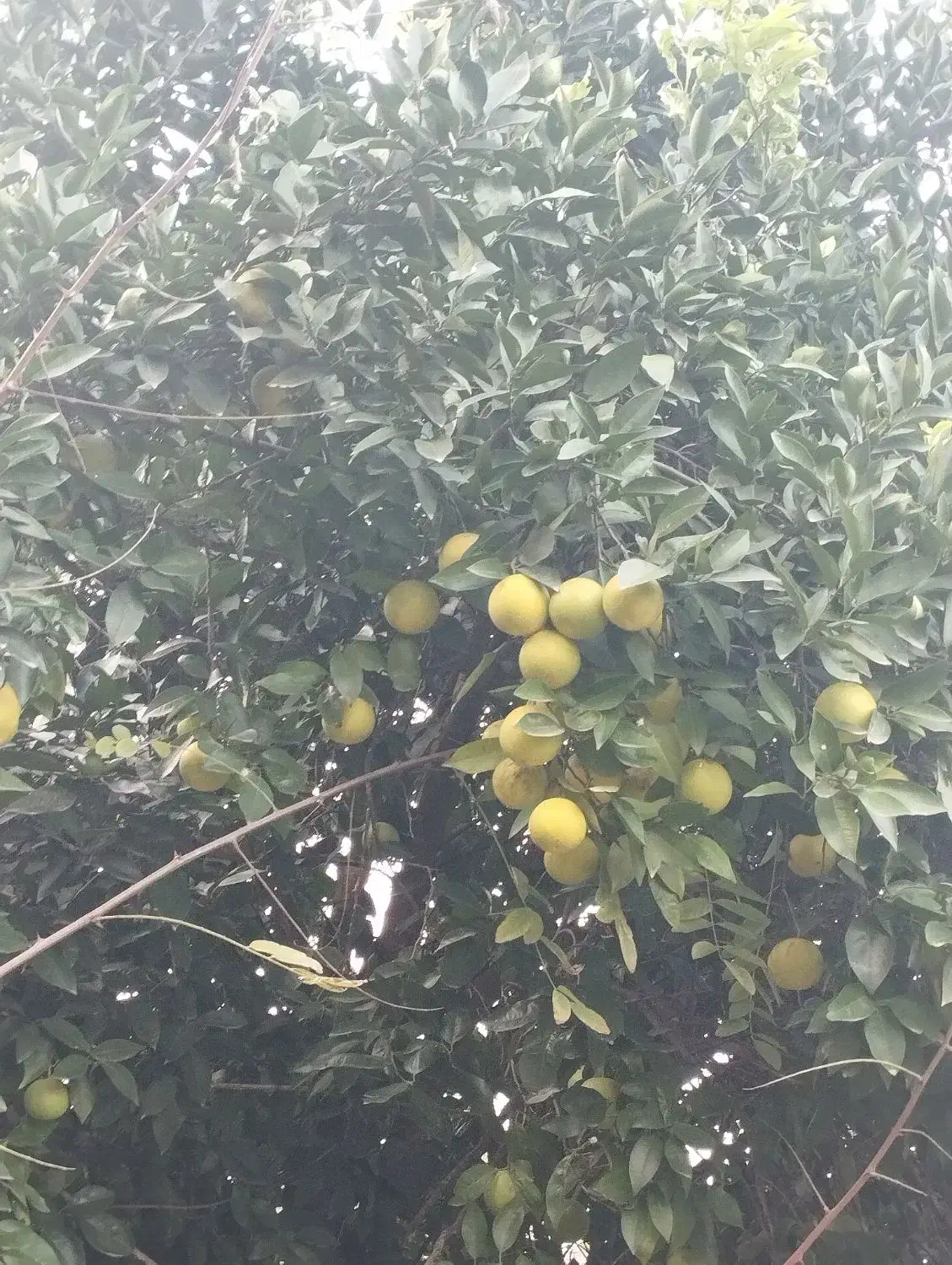 پرتغال محلی|خوردنی و آشامیدنی|رشت, معلولین|دیوار