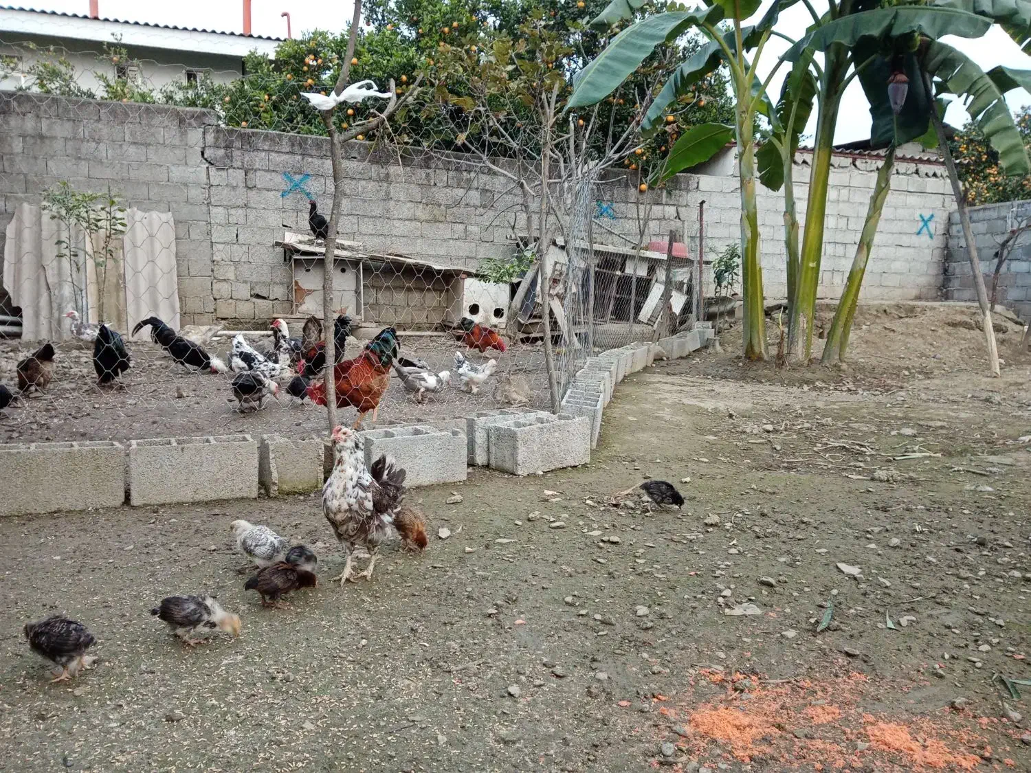 خروس محلی.مرغ لاری گلین واردک خارجی لهستانی|حیوانات مزرعه|نشتارود, |دیوار