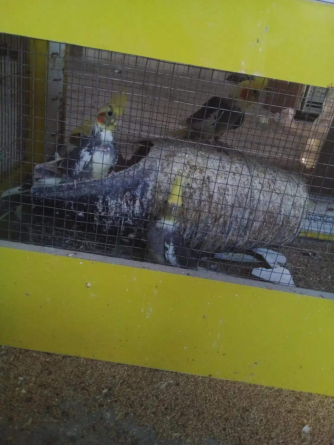 جوجه عروس هلندی|پرنده|چناران, |دیوار