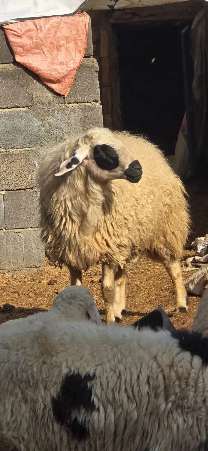 بره نر بومی|حیوانات مزرعه|میبد, |دیوار